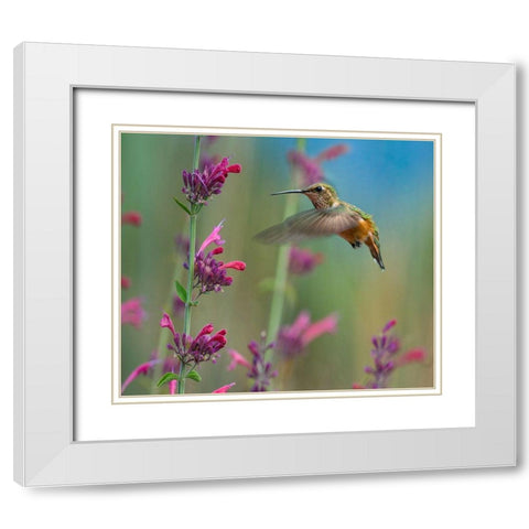 Broad Tailed Hummingbirds White Modern Wood Framed Art Print with Double Matting by Fitzharris, Tim