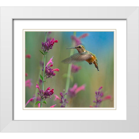Broad Tailed Hummingbirds White Modern Wood Framed Art Print with Double Matting by Fitzharris, Tim