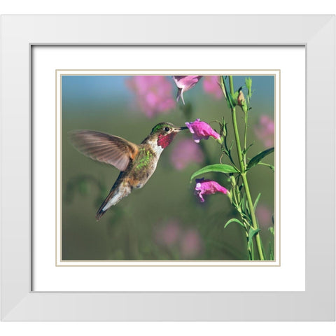 Broad Tailed Hummingbird at Penstemon White Modern Wood Framed Art Print with Double Matting by Fitzharris, Tim
