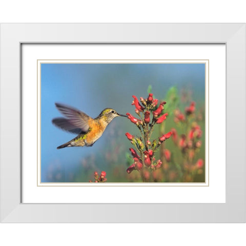 Rufous Hummingbird White Modern Wood Framed Art Print with Double Matting by Fitzharris, Tim