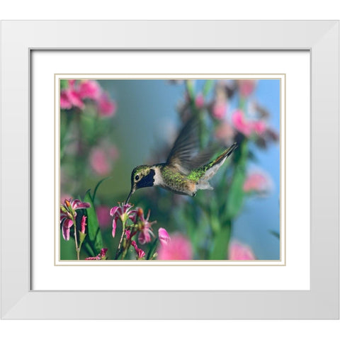 Black Chinned Hummingbird White Modern Wood Framed Art Print with Double Matting by Fitzharris, Tim