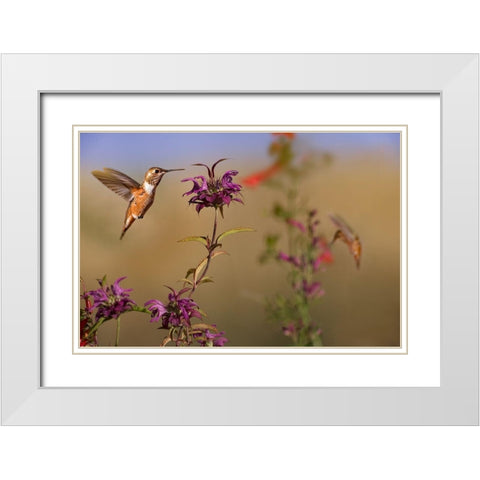 Broad Tailed Hummingbird White Modern Wood Framed Art Print with Double Matting by Fitzharris, Tim