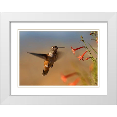 Broad Tailed Hummingbird White Modern Wood Framed Art Print with Double Matting by Fitzharris, Tim