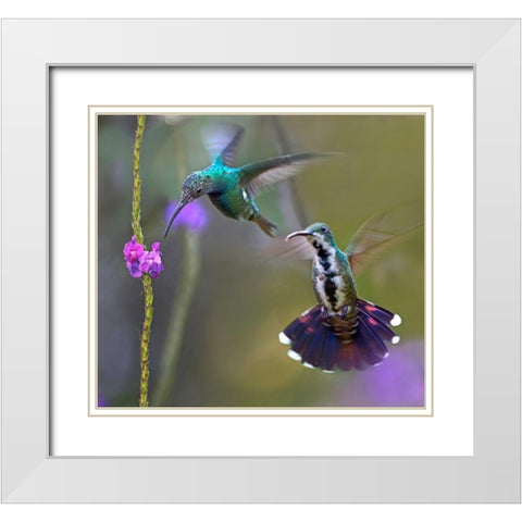 Green Breasted Mango Hummingbird  feeding on porterweed White Modern Wood Framed Art Print with Double Matting by Fitzharris, Tim