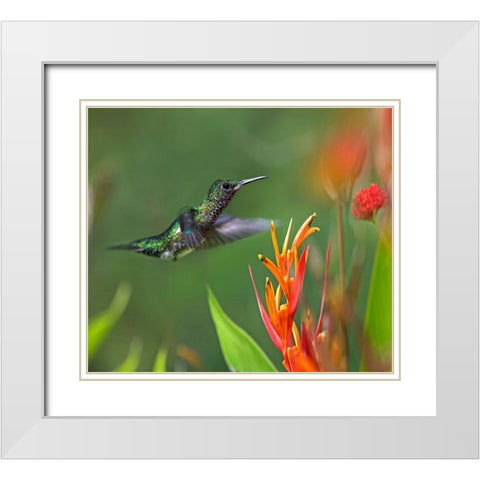 White Necked Jacobin Hummingbird Female White Modern Wood Framed Art Print with Double Matting by Fitzharris, Tim