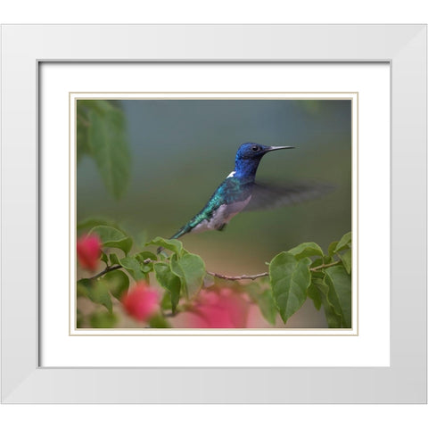 White Necked Jacobin Hummingbird White Modern Wood Framed Art Print with Double Matting by Fitzharris, Tim