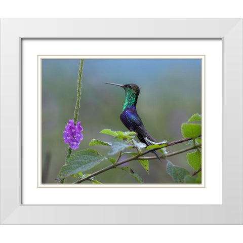 Crowned Woodnymph Hummingbird White Modern Wood Framed Art Print with Double Matting by Fitzharris, Tim