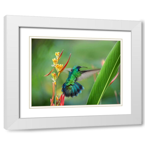 Green Violet T-Ear Hummingbird White Modern Wood Framed Art Print with Double Matting by Fitzharris, Tim