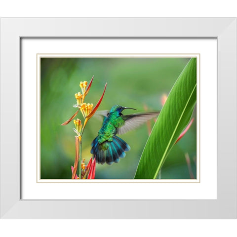 Green Violet T-Ear Hummingbird White Modern Wood Framed Art Print with Double Matting by Fitzharris, Tim