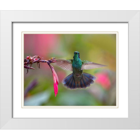 Green Violet T-Ear Hummingbird White Modern Wood Framed Art Print with Double Matting by Fitzharris, Tim