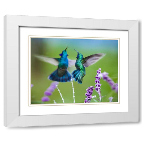 Green Violet T-Ear Hummingbird White Modern Wood Framed Art Print with Double Matting by Fitzharris, Tim
