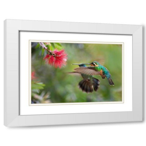 Gray Tailed Mountain Gem Female and Green Violet-Ear Hummingbird White Modern Wood Framed Art Print with Double Matting by Fitzharris, Tim