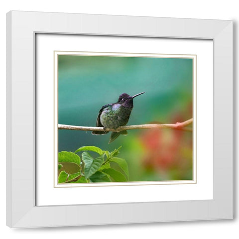 Magnificent Hummingbird White Modern Wood Framed Art Print with Double Matting by Fitzharris, Tim