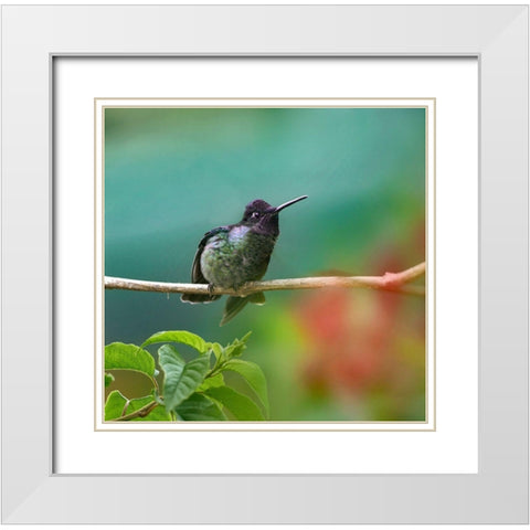 Magnificent Hummingbird White Modern Wood Framed Art Print with Double Matting by Fitzharris, Tim