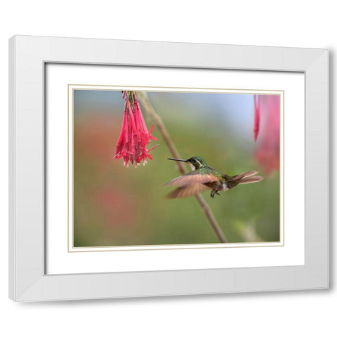 Gray Tailed Mountain Gem Hummingbird White Modern Wood Framed Art Print with Double Matting by Fitzharris, Tim