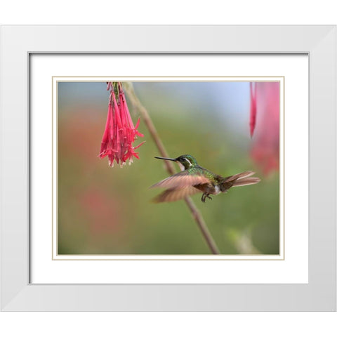 Gray Tailed Mountain Gem Hummingbird White Modern Wood Framed Art Print with Double Matting by Fitzharris, Tim