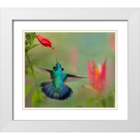 Green Violet-Ear Hummingbird White Modern Wood Framed Art Print with Double Matting by Fitzharris, Tim
