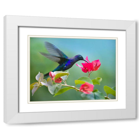 Violet Sabrewing Hummingbird White Modern Wood Framed Art Print with Double Matting by Fitzharris, Tim