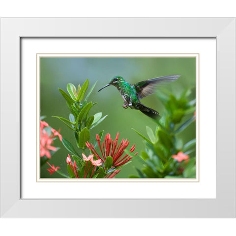 Green Crowned Brilliant Hummingbird White Modern Wood Framed Art Print with Double Matting by Fitzharris, Tim