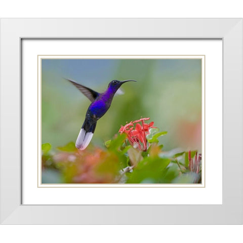 Violet Sabrewing Hummingbird White Modern Wood Framed Art Print with Double Matting by Fitzharris, Tim