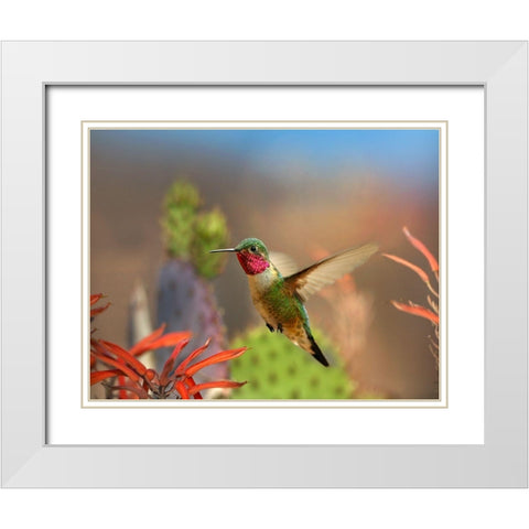 Broad Tailed Hummingbird White Modern Wood Framed Art Print with Double Matting by Fitzharris, Tim
