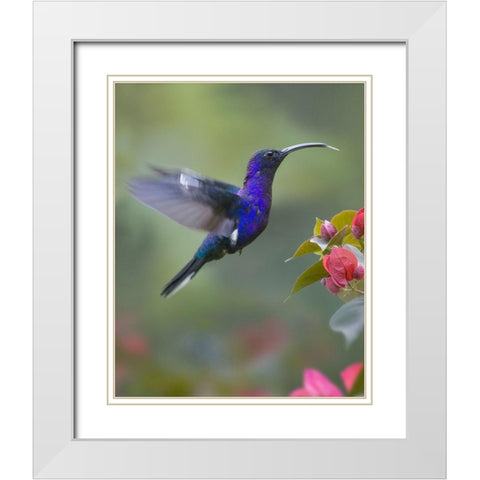 Violet Sabrewing Hummingbird White Modern Wood Framed Art Print with Double Matting by Fitzharris, Tim