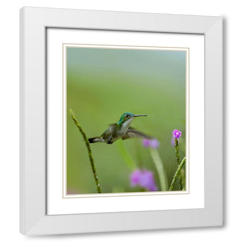 Andean Emerald Hummingbird White Modern Wood Framed Art Print with Double Matting by Fitzharris, Tim