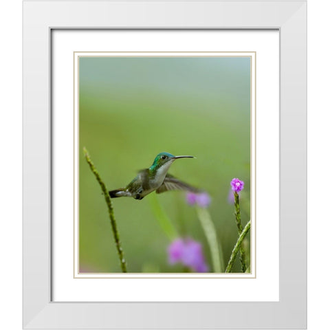 Andean Emerald Hummingbird White Modern Wood Framed Art Print with Double Matting by Fitzharris, Tim