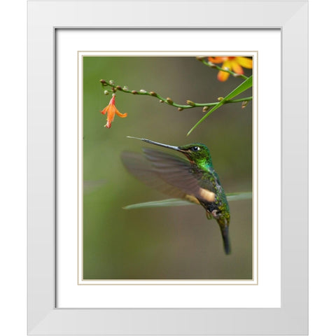 Buff Winged Starfrontlet Hummingbirds White Modern Wood Framed Art Print with Double Matting by Fitzharris, Tim