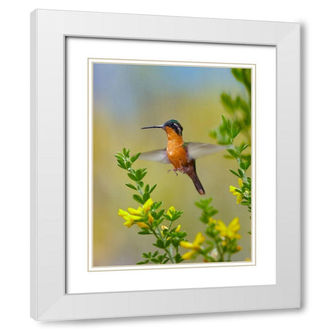 Gray Tailed Mountain Gem Hummingbird White Modern Wood Framed Art Print with Double Matting by Fitzharris, Tim