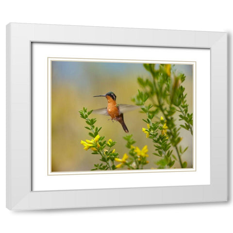 Gray Tailed Mountain-Gem Hummingbird White Modern Wood Framed Art Print with Double Matting by Fitzharris, Tim