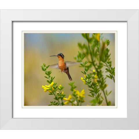 Gray Tailed Mountain-Gem Hummingbird White Modern Wood Framed Art Print with Double Matting by Fitzharris, Tim