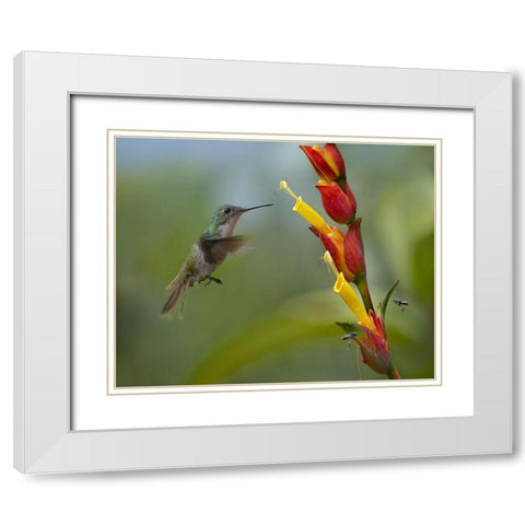 Andean Emerald Humming Bird White Modern Wood Framed Art Print with Double Matting by Fitzharris, Tim
