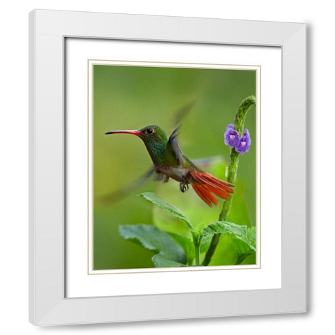 Rufous Tailed Hummingbird White Modern Wood Framed Art Print with Double Matting by Fitzharris, Tim