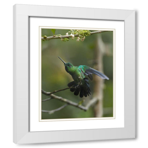 Green Crowned Brilliant Hummingbird White Modern Wood Framed Art Print with Double Matting by Fitzharris, Tim