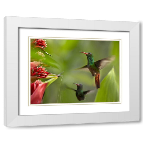 Rufous Tailed Hummingbirds White Modern Wood Framed Art Print with Double Matting by Fitzharris, Tim