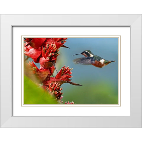 Purple Throated Woodstar Hummingbird White Modern Wood Framed Art Print with Double Matting by Fitzharris, Tim