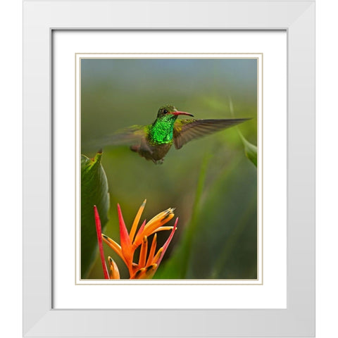 Rufous Tailed Hummingbird White Modern Wood Framed Art Print with Double Matting by Fitzharris, Tim