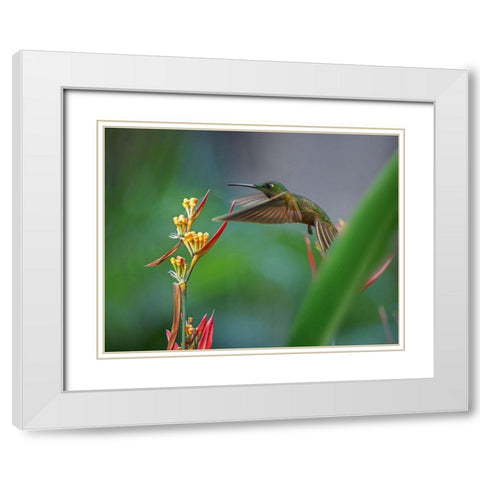 Fawn Breasted Brilliant Hummingbird White Modern Wood Framed Art Print with Double Matting by Fitzharris, Tim