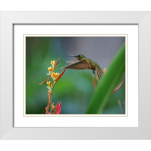 Fawn Breasted Brilliant Hummingbird White Modern Wood Framed Art Print with Double Matting by Fitzharris, Tim