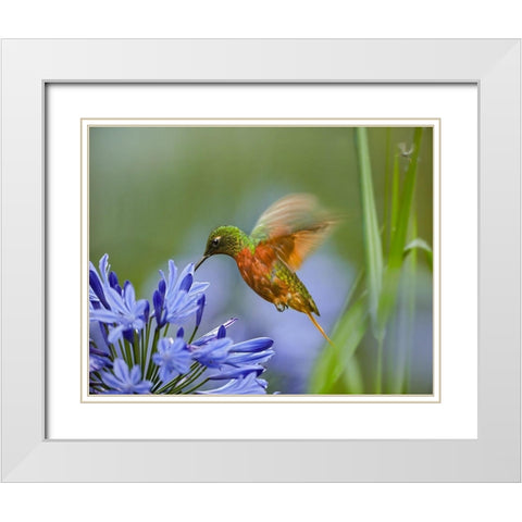 Chestnut Breasted Coronet Hummingbird White Modern Wood Framed Art Print with Double Matting by Fitzharris, Tim