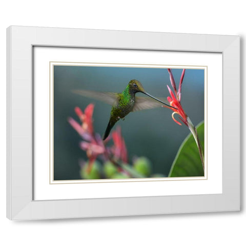 Sword Billed Hummingbird White Modern Wood Framed Art Print with Double Matting by Fitzharris, Tim