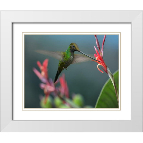 Sword Billed Hummingbird White Modern Wood Framed Art Print with Double Matting by Fitzharris, Tim