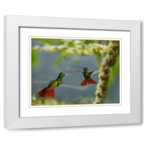 Rufous Tailed Hummingbirds White Modern Wood Framed Art Print with Double Matting by Fitzharris, Tim