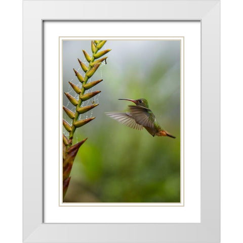 Rufous Tailed Hummingbirds White Modern Wood Framed Art Print with Double Matting by Fitzharris, Tim