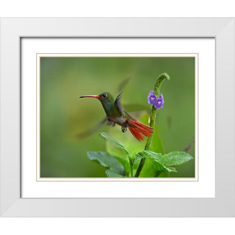 Rufous Tailed Hummingbirds White Modern Wood Framed Art Print with Double Matting by Fitzharris, Tim