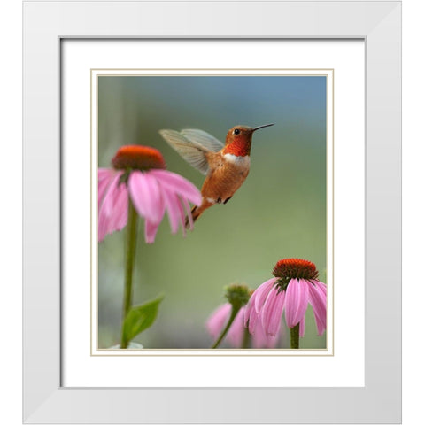 Rufous Hummingbird at Purple Coneflowers White Modern Wood Framed Art Print with Double Matting by Fitzharris, Tim