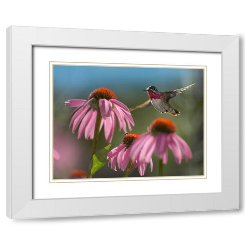 Calliope Hummingbird at Purple Coneflowers White Modern Wood Framed Art Print with Double Matting by Fitzharris, Tim