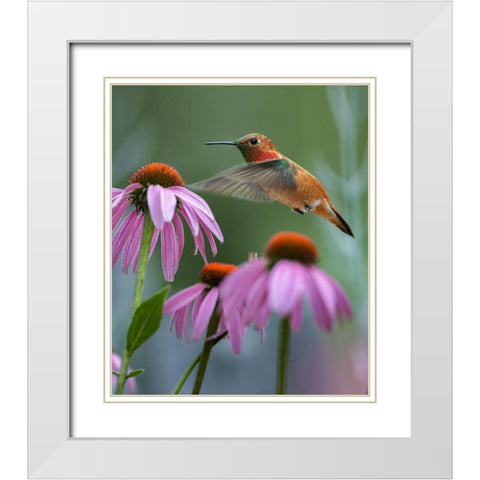Rufous Hummingbird among purple Cornflowers White Modern Wood Framed Art Print with Double Matting by Fitzharris, Tim