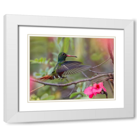 Hovering Male Rufous Tailed Hummingbird White Modern Wood Framed Art Print with Double Matting by Fitzharris, Tim